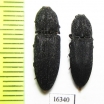 Elateridae sp.  Russia, Krasnodar reg. - INSECTS-STORE.RU