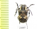 Cerambycidae sp.  Zambia - INSECTS-STORE.RU