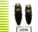 Sphenoptera sp.  Kazakhstan - INSECTS-STORE.RU