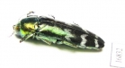 Coraebus spectabilis  Laos - INSECTS-STORE.RU