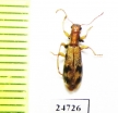 Cleridae sp.  Mexico - INSECTS-STORE.RU