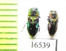 Anthaxia obscurata  Chile - INSECTS-STORE.RU