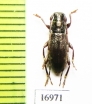 Cerambycidae sp.  New Zealand - INSECTS-STORE.RU