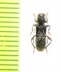 Cyrtophorus verrucosus  Canada - INSECTS-STORE.RU