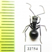 Formicidae sp.  South Africa Rep. - INSECTS-STORE.RU