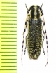 Agapanthia ? amabilis  Kazakhstan - INSECTS-STORE.RU