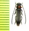 Phytoecia rufiventris  Japan - INSECTS-STORE.RU
