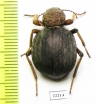 Tenebrionidae sp.  Zambia - INSECTS-STORE.RU