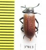 Tenebrionidae sp.  South Africa Rep. - INSECTS-STORE.RU