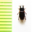 Aphodius quadrimaculatus, Czech Rep. - INSECTS-STORE.RU