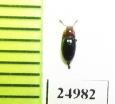 Leiestes seminiger  Russia, Tver reg. - INSECTS-STORE.RU