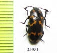 Erotylidae sp.  South Africa Rep. - INSECTS-STORE.RU