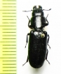 Trogossitidae sp.  China, Yunnan prov. - INSECTS-STORE.RU