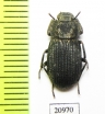 Scleropatrum prescottii  Mongolia - INSECTS-STORE.RU