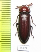 Callirhipidae sp.  Indonesia, Sumatra - INSECTS-STORE.RU