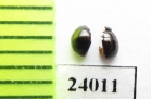 Myrmetes piceus  Russia, Tver reg. - INSECTS-STORE.RU