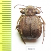 Tenebrionidae sp.  Zambia - INSECTS-STORE.RU