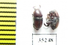 Camptocerus suturalis, pair  Peru - INSECTS-STORE.RU