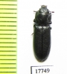 Trogossitidae sp.  Iran, Sistan prov. - INSECTS-STORE.RU