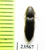 Eucnemidae sp.  Malaysia - INSECTS-STORE.RU
