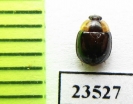 Psephenidae sp.?  Peru - INSECTS-STORE.RU