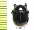 Exorhabdus sp.  Zambia - INSECTS-STORE.RU
