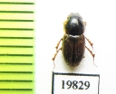 Aphodius rapax  Afghanistan - INSECTS-STORE.RU