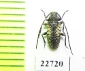 Cerambycidae sp.  South Africa Rep. - INSECTS-STORE.RU