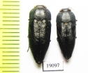 Sphenoptera sp.  Tunis - INSECTS-STORE.RU