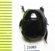Exorhabdus sp.  Zambia - INSECTS-STORE.RU