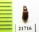 Eremazus unistriatus  Jordan - INSECTS-STORE.RU