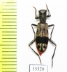 Cleridae sp. Laos - INSECTS-STORE.RU
