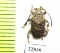 Cerambycidae sp.  South Africa Rep. - INSECTS-STORE.RU