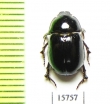 Hybosoridae sp.  Namibia - INSECTS-STORE.RU