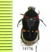 Cetoniinae sp.  Indonesia, Kalimantan - INSECTS-STORE.RU