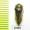 Acmaeoderella vetusta  Iran, Esfahan prov. - INSECTS-STORE.RU