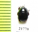 Hister sp.  Namibia - INSECTS-STORE.RU