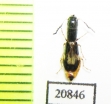 Cleridae sp. Laos - INSECTS-STORE.RU