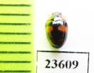 Erotylidae sp.  Malaysia - INSECTS-STORE.RU