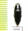 Sphenoptera andamanensis  Indonesia, Lomblen isl. - INSECTS-STORE.RU