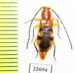 Cerambycidae sp.  South Africa Rep. - INSECTS-STORE.RU