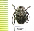 Cerambycidae sp.  Zambia - INSECTS-STORE.RU