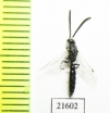 Tiphiidae sp.  South Africa Rep. - INSECTS-STORE.RU