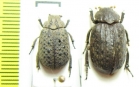 Omorgus leprosus, O.sp.  Argentina/Brasilia - INSECTS-STORE.RU