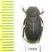 Dynastinae sp.  Australia - INSECTS-STORE.RU