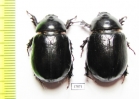 Dynastinae sp.  Namibia - INSECTS-STORE.RU