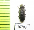 Tenebrionidae sp.  Malaysia, Borneo - INSECTS-STORE.RU