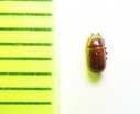 Pentaphyllus spinipes  Malaysia - INSECTS-STORE.RU