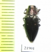 Chrysobothris affinis nevskii  Uzbekistan - INSECTS-STORE.RU