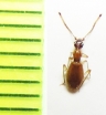 Brathinus oculatus  Russia, Far East - INSECTS-STORE.RU